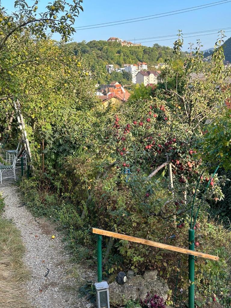 Kuschmann Braşov