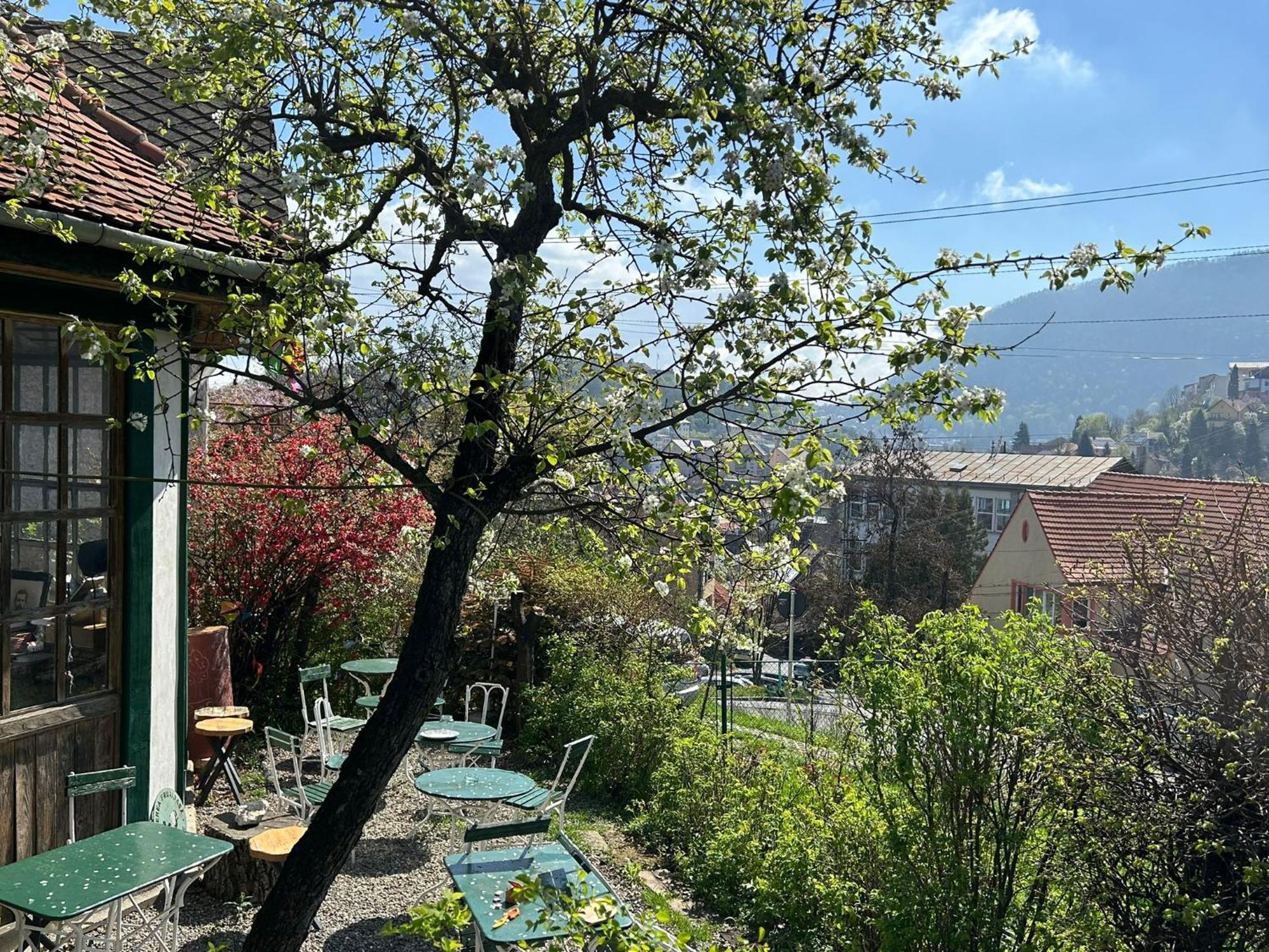 Kuschmann Brasov